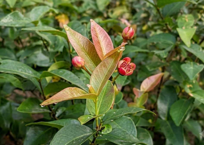 Sering Tumbuh Liar di Pesisir Palembang, Daun Pahit Ini Ternyata Simpan 7 Khasiat Ajaib, Apa Saja?