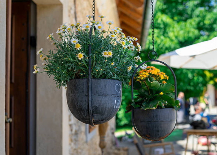 7 Tanaman Hias Gantung yang Cocok untuk Teras Kecil Rumah