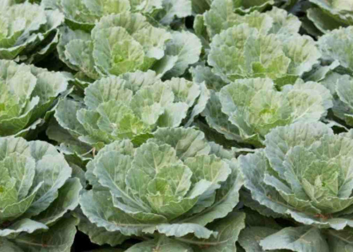 Siapa Sangka! Tanaman Hias Ini Bisa Jadi Makanan Lezat dan Sehat