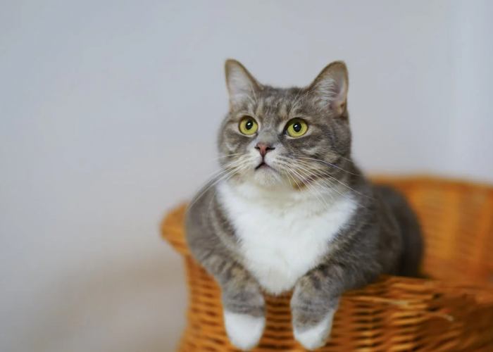 Benarkah Kucing Memiliki Sembilan Nyawa? Simak Penjelasan Ini