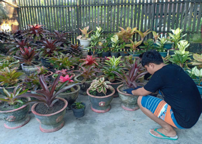 4 Pilihan Tanaman Hias Sesuai Kepribadian ASN, Kamu Pilih Mana?