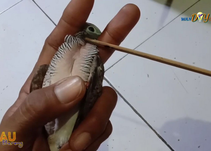 Burung Perkutut Langka Pembawa Keberuntungan, Ciri-cirinya Punya Corak Terbatas Pada Leher dan Dada