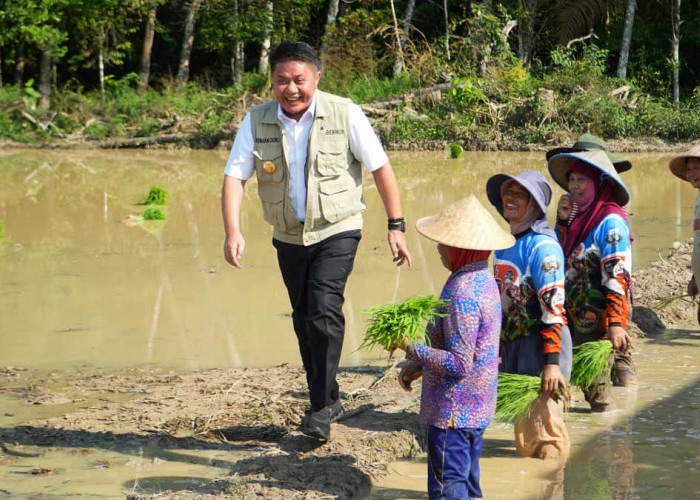 Siasat Cerdas Lawan Kemarau! Herman Deru Sulap Lahan Rawa Lebak OKI Jadi Lumbung Padi Raksasa