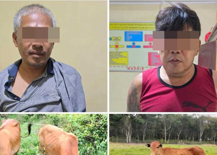 3 Ekor Sapi Senilai Rp25 Juta Raib, Polsek Kota Agung Lahat Berhasil Ciduk 2 Pelakunya