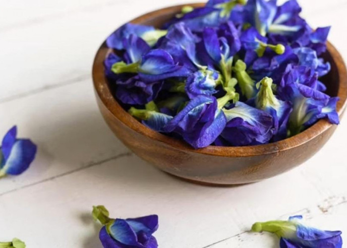 SIMAK! Ternyata Manfaat Bunga Telang Bisa Memperlancar Pernapasan loh