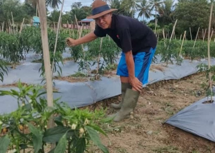 Kepala Desa Sirah Pulau Sungguh Piawai, Mampu Hasilkan Puluhan Kilogram Cabai dari Perkarangan rumah 
