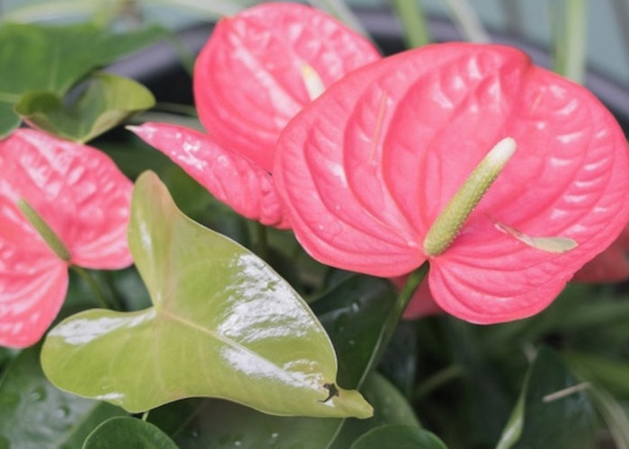 Bukan Sekadar Hiasan, Anthurium Bisa Menyebarkan Kasih Sayang di Rumah!