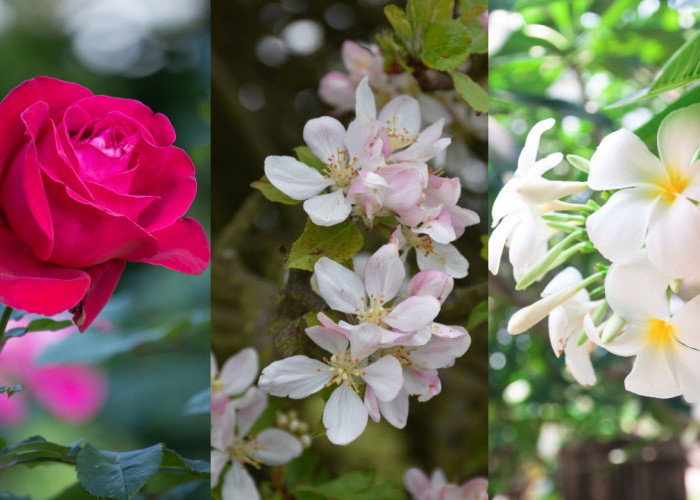 Pujaan Hati Beri Bunga Ini, Buang Saja! Inilah 5 Bunga yang Indah Bisa Datangkan Mahkluk Halus