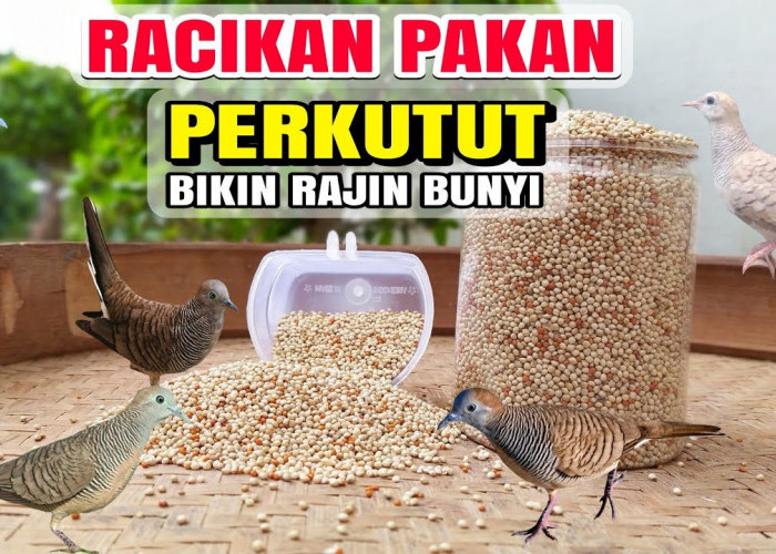 Cara Membuat Pakan Racikan Perkutut, Bisa Buat Gacor dan Makin Moncer Suaranya, Boleh Dicoba Dirumah