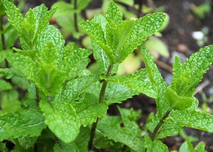 6 Obat Alami untuk Mengatasi Batu Berdahak, Wajib Kamu Coba!