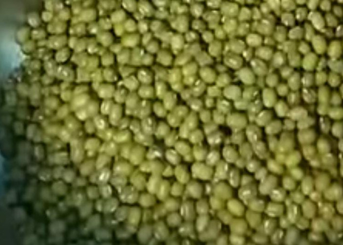 Ternyata Kacang Hijau Jadi Sumber Protein, Simak Manfaat Lainnya