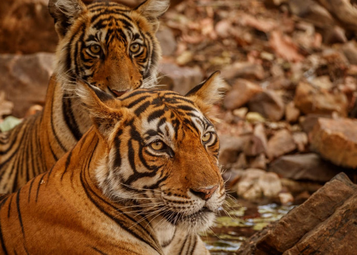 Legenda: Mitos 2 Harimau Kembar Penjaga Situ Lengkong Panjalu, Kisah Misterius kucing besar bercorak loreng