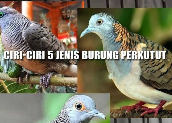 Inilah Ciri-ciri 5 Jenis Burung Perkutut yang Bisa Bikin Pemiliknya Kaya Raya Tujuh Turunan