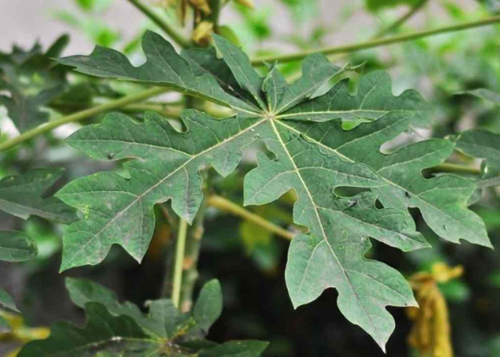 Puasa Lebih Sehat! Ini Alasan Daun Pepaya Layak Dikonsumsi Saat Ramadan