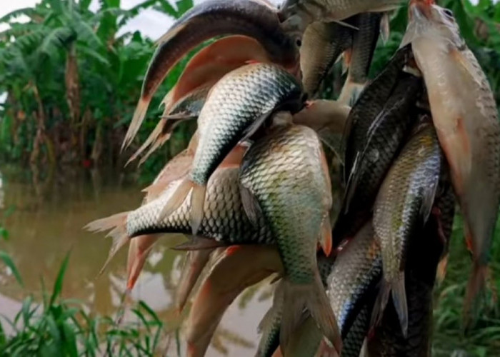 SIMAK! Umpan Jitu Untuk Segala Jenis Ikan Tawar, Dijamin Ampuh