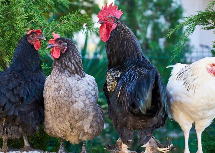 Ayam Punya Sayap, Tapi Kok Gak Bisa Terbang? Ini Penjelasannya