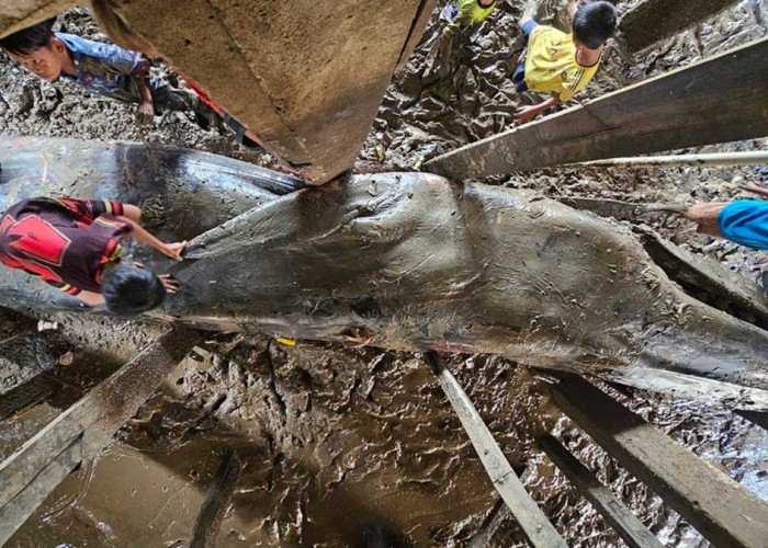 Gegerkan Warga Sungsang! Paus Biru Raksasa Sepanjang 13 Meter Tiba-Tiba Masuk ke Bawah Rumah Panggung