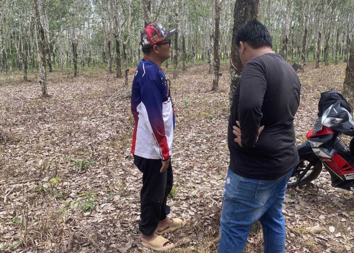 Bikin Petani Gigit Jari! Harga Karet Anjlok Drastis ke Angka Rp18.900 per Kg Saat Musim Trek