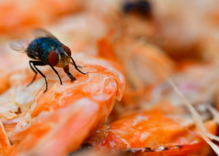 Makanan Dihinggapi Lalat, Apakah Aman Dimakan? Yuk Simak Penjelasannya