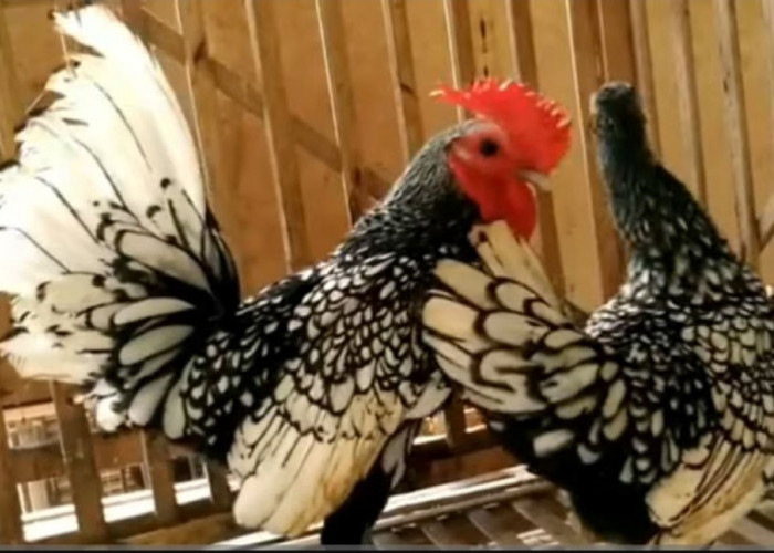 Berikut 7 Jenis Ayam Hias yang Paling Dicari Oleh Pecinta Hewan Peliharaan