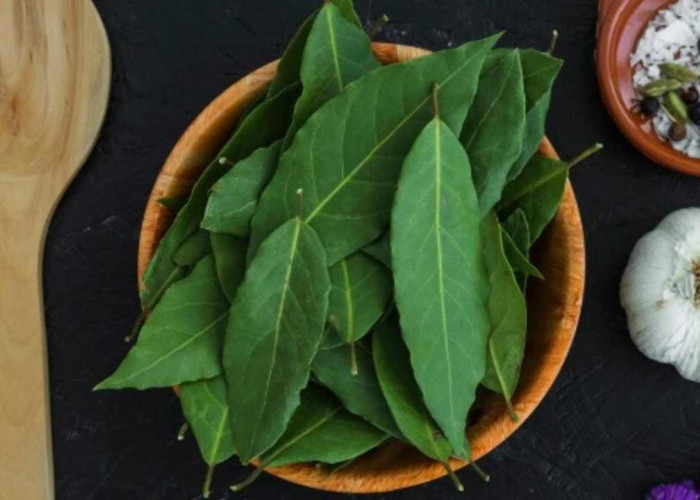 Daun Salam: Bumbu Murah dengan Khasiat Mahal, Ini Fakta yang Jarang Diungkap