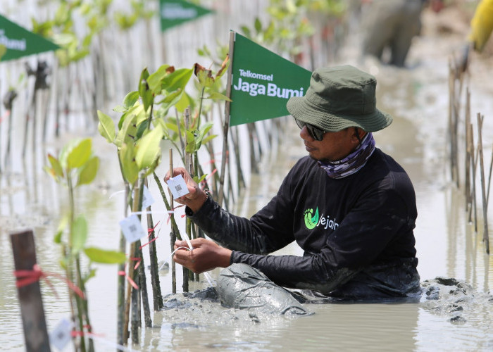 Hasil Donasi Poin Pelanggan, Telkomsel Jaga Bumi Tanam 10.600 Mangrove untuk Kurangi Emisi Karbon