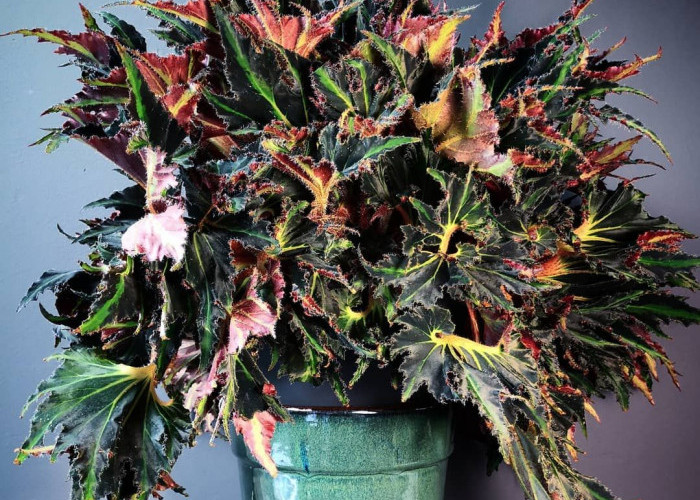 Memiliki Daun Unik dan Eksotis Warnanya, Begonia Breakdance Diburu Pecinta Tanaman Hias