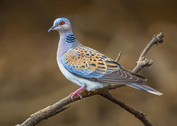 7 Cara Menjemur Burung Perkutut yang Benar, Andalannya Para Kicau Mania