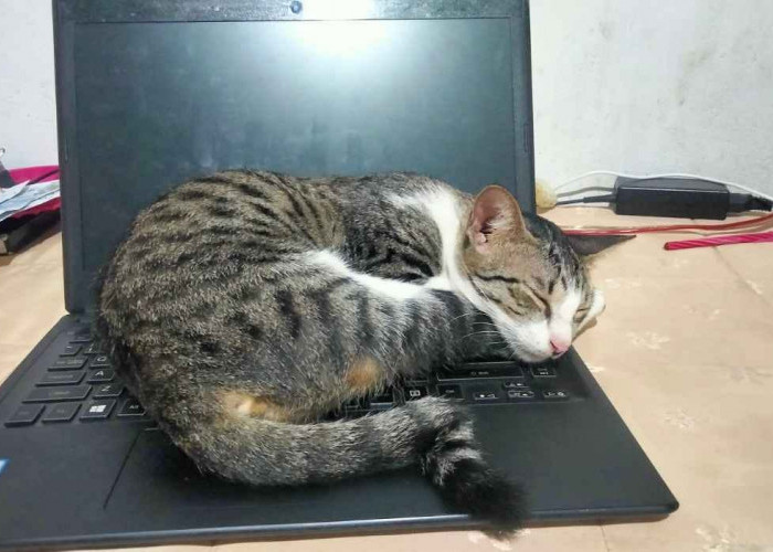 Mengapa Kucing Suka Tiduran di Atas Laptop? Oh Ini Penyebabnya