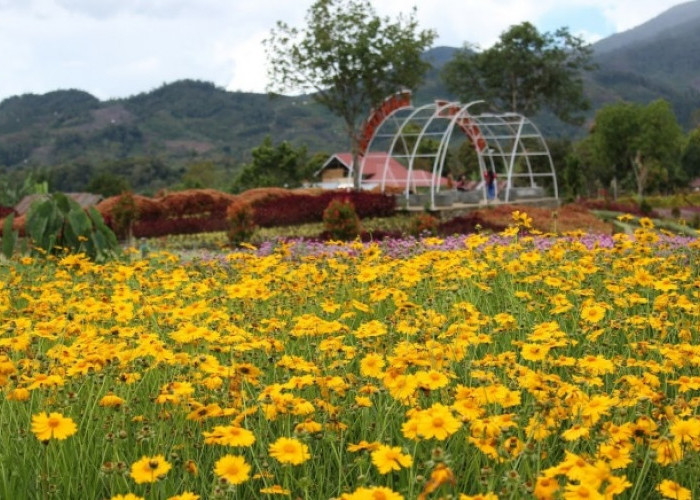  5 Objek Wisata Alam Instagrammable di Jambi, Taman Bunga Warna Warni hingga Negeri di Atas Awan