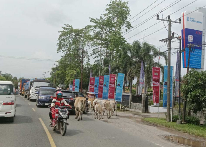 Sering Picu Tabrakan, Hewan Ternak di Jalintim Ogan Ilir Jadi Ancaman Serius Pengguna Jalan