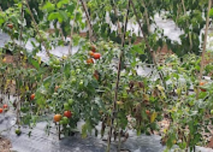 Harga Jual Tomat Turun Para Petani di Kota Pagaralam Sedih,Yuk Cari Penyebabnya