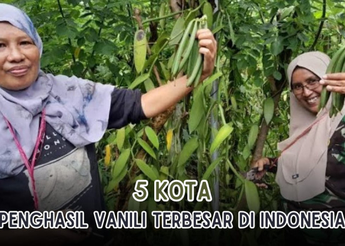 Tahukah Kamu, di Indonesia Juga Ada Kota Penghasil Vanili Terbesar Lho! Coba Tebak Kota Mana?