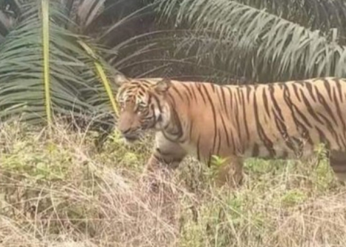 Harimau Muncul di Kebun Sawit, Para Pekerja Muratara Ketakutan Bahkan Ada yang Pingsan