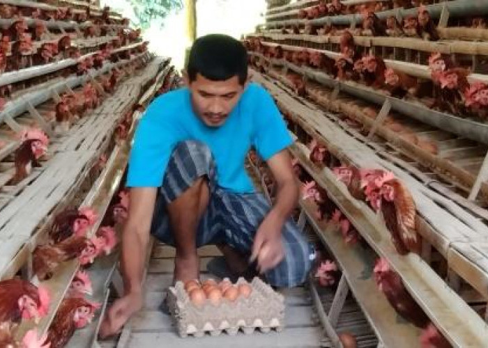 Peternak Ayam Petelur di Lahat Hasilkan 30 Karpet Tiap Hari, Ini Lokasi Pemasarannya