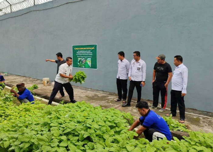 Dukung Program Asta Cita Presiden Prabowo Subianto, Lapas Sekayu Panen 2 Jenis Sayuran Ini