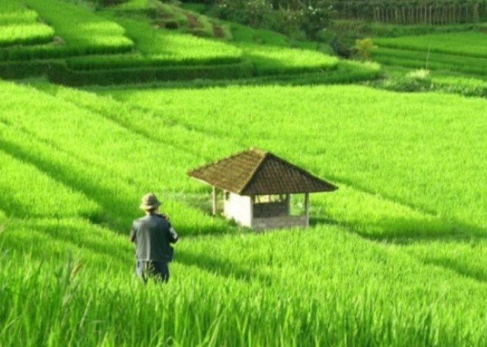 5 Lumbung Padi Terbesar di Kalimantan Timur, Nomor 1 Berjarak 1 Jam dari IKN