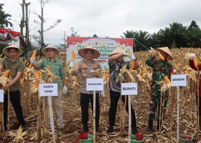 Investasi Pangan Lahat: Panen Jagung Serentak 15 Hektar di Pagar Gunung Tembus Target Kuartal IV