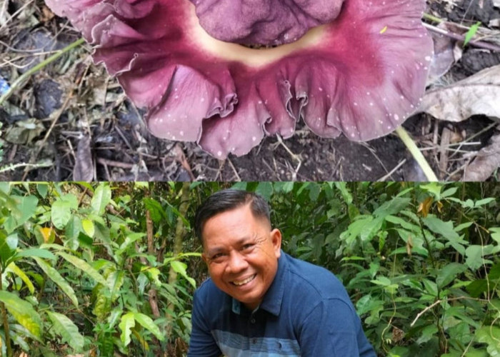 Fenomena Menarik Bunga Bangkai Mekar di Kaki Bukit Sulap: Pertanda Musim Hujan Segera Tiba