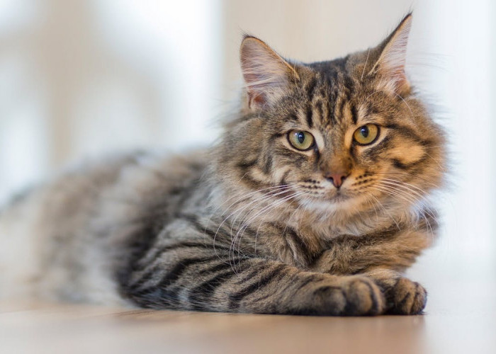 Mengapa Tubuh Kucing Sangat Lentur dan Elastis? Simak Penjelasan Ini