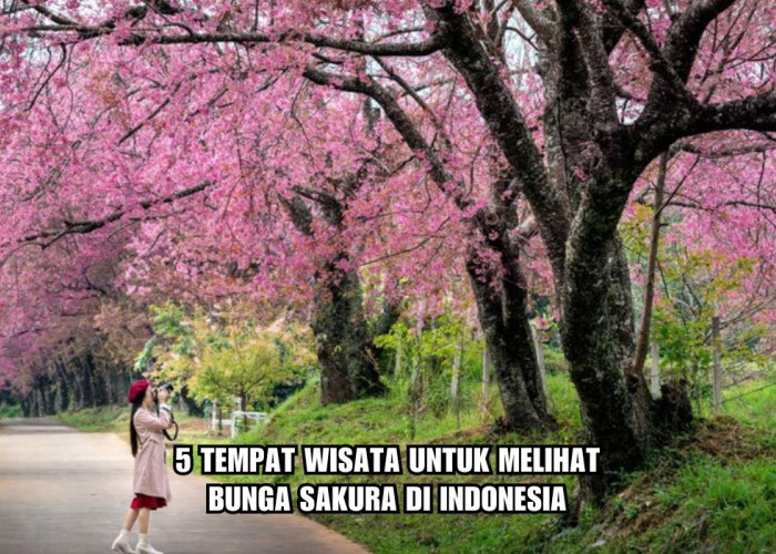 5 Tempat Wisata untuk Melihat Bunga Sakura di Indonesia, Tak Perlu Terbang ke Jepang, Ini Lokasi dan HTM-nya