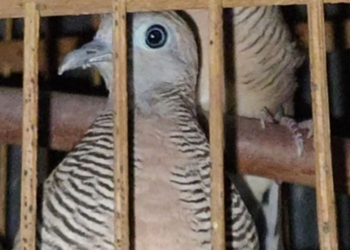Inilah 3 Mitos Burung Perkutut di Kalangan Masyarakat Jawa, Nomor 2 Bisa Jadi Sarana Pesugihan