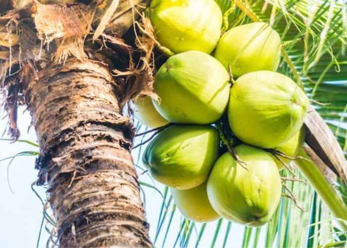 5 Manfaat Air Kelapa Bagi Kesehatan, Khasiatnya Bantu Mengatasi Jerawat Sampai Penyakit Usus