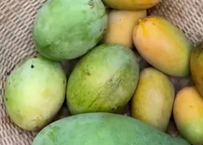 7 Khasiat buah Mangga, Setelah Tahu Jangan Lupa Beli ya