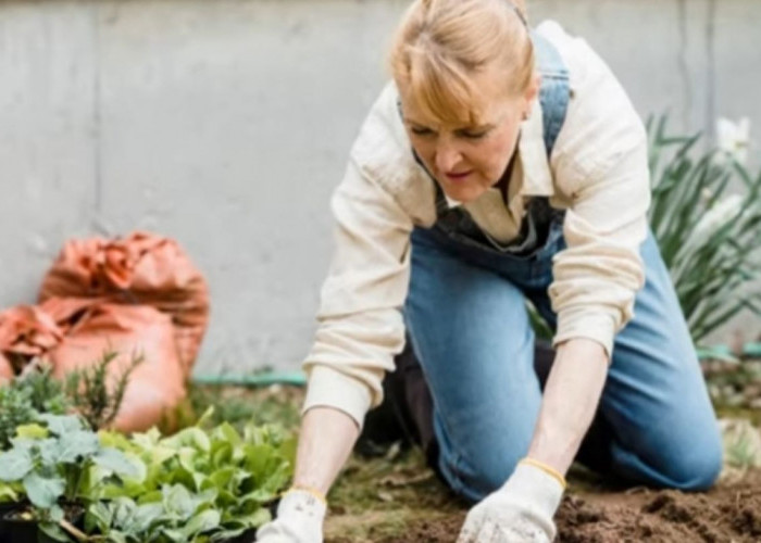 Inilah 5 Tips Sukses Berkebun Bagi Pemula, Dijamin Tanaman Subur dan Hasil Melimpah