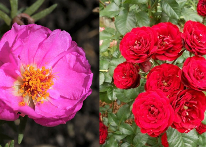 4 Jenis Tanaman Hias Mawar Dapat Mempercantik Halaman Rumah Anda, Ada yang Mekar Setiap Pukul Sembilan Pagi