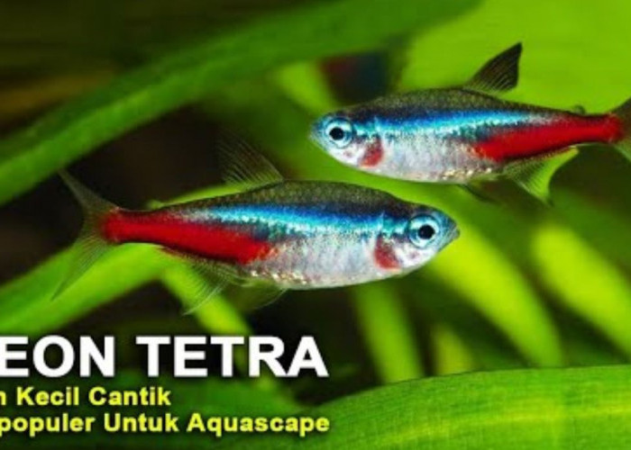Alasan Mengapa Neon Tetra Begitu Memikat Pecinta Ikan Hias, Yuk Eksplorasi Kecantikan Mereka dalam Akuarium!