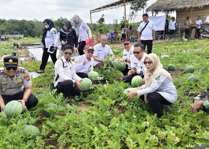 Modal Dana Desa, Bumdes Karangan Raup Cuan Melimpah dari Panen 15 Ton Semangka