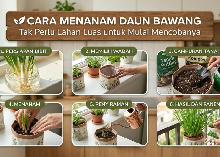 Jangan Dibuang Sisa Akarnya! Ini Cara Praktis Menanam Daun Bawang di Rumah Tanpa Lahan Luas