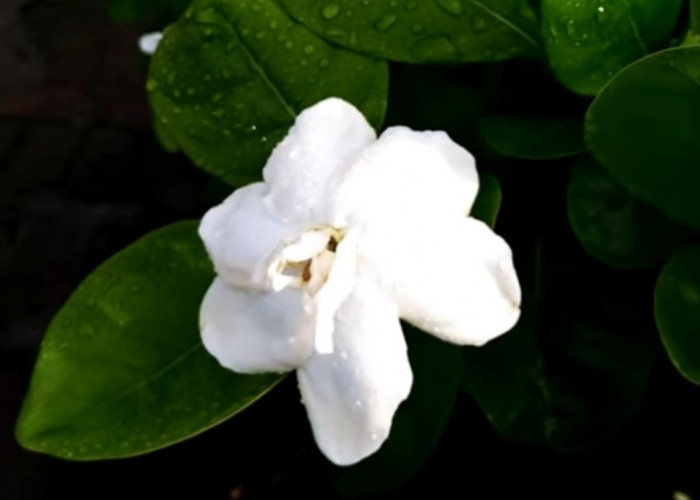 10 Fakta Unik Tanaman Hias Bunga Gardenia yang Jarang Diketahui, Ternyata Berkaitan Dengan Pakistan